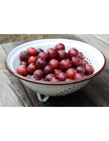 Japanese red plum (Prunus salicina)...