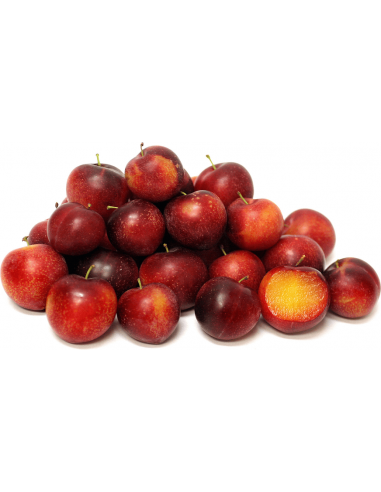 1 Arbolito de Ciruela Cherry (Prunus  salicina)...