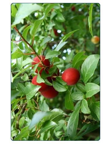 Japanese red plum (Prunus salicina) Rare sweet...