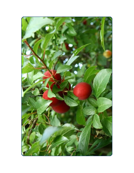 Japanese red plum (Prunus salicina) Rare sweet cherry plum - order here grafted trees -