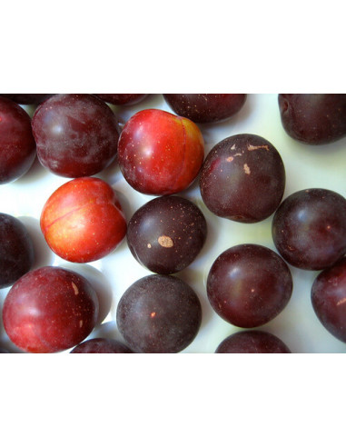 1 Arbolito de Ciruela Cherry (Prunus  salicina)...
