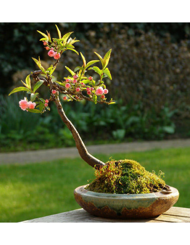 1 Arbol de Almendro Europeo (Prunus dulcis)...