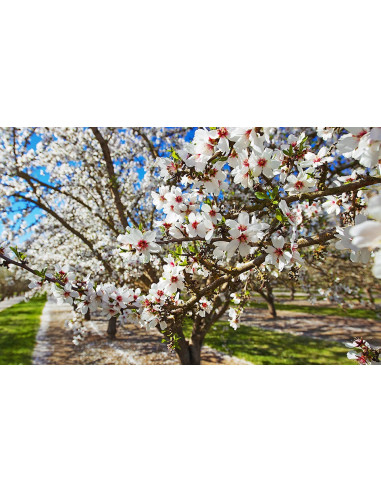 1 Arbol de Almendro Europeo (Prunus dulcis)...