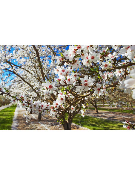 1 Arbol de Almendro Europeo (Prunus dulcis) Frutales exoticos de Mexico Mercadolibre