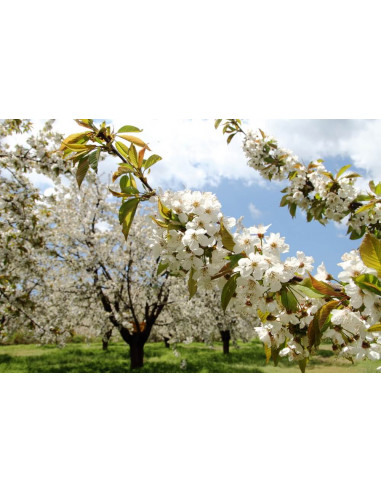 Sweet almond tree (Prunus dulcis) grafted tree...