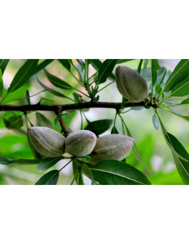1 Arbol de Almendro Europeo (Prunus dulcis)...