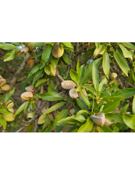 1 Arbol de Almendro Europeo (Prunus dulcis) Frutales exoticos de Mexico Mercadolibre