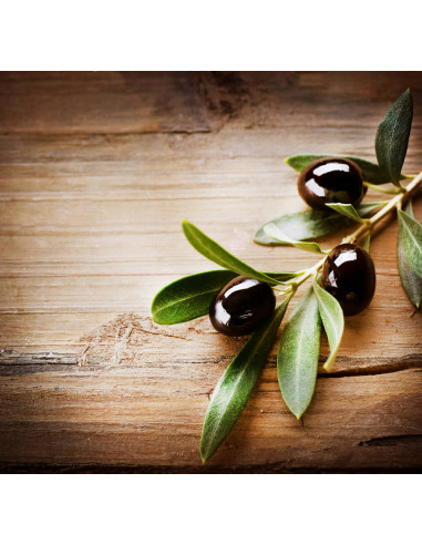 1 Arbol de Olivo, aceituno (Olea europaea) var....