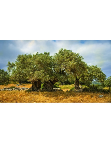 1 Arbol de Olivo, aceituno (Olea europaea) var....