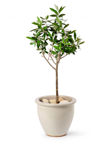 Olive tree ''Manzanillo'' (olea europaea)...