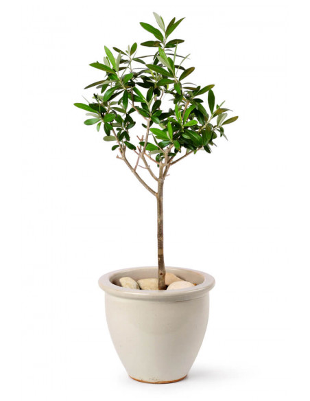 Olive tree ''Manzanillo'' (olea europaea) International shipping available - From mexican plant nurseries.