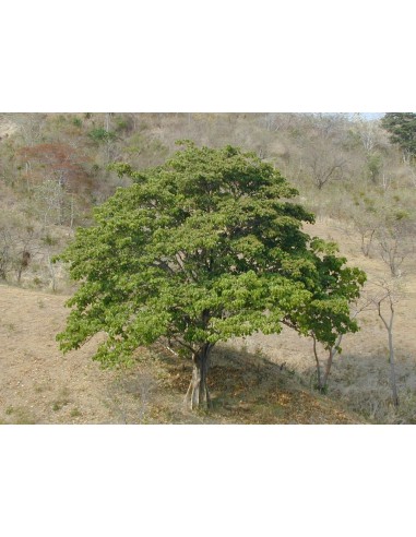 1 Arbolito de Arbol de panama - Sterculia apetala (Arbol gigante y hermoso El panamá, camoruco o anacahuita)