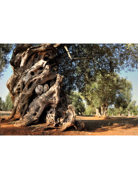 Olive tree ''Manzanillo'' (olea europaea) International shipping available - From mexican plant nurseries.