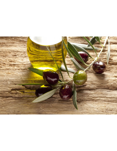 Olive tree ''Manzanillo'' (olea europaea)...