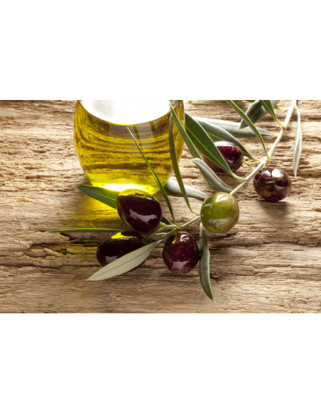 Olive tree ''Manzanillo'' (olea europaea) International shipping available - From mexican plant nurseries.