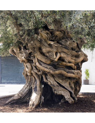 1 Arbol de Olivo, aceituno (Olea europaea) var....