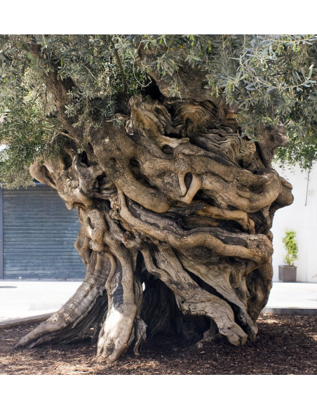 Olive tree ''Manzanillo'' (olea europaea) International shipping available - From mexican plant nurseries.