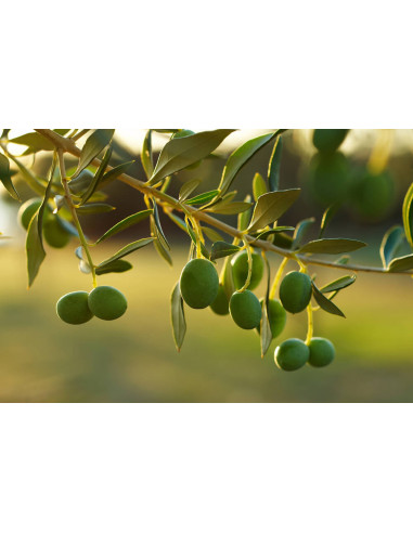 1 Arbol de Olivo, aceituno (Olea europaea) var....
