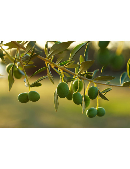 Olive tree ''Manzanillo'' (olea europaea) International shipping available - From mexican plant nurseries.
