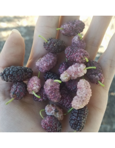 Mulberry ''Border sweet'' (morus alba) rare morus tree - for sale rare trees