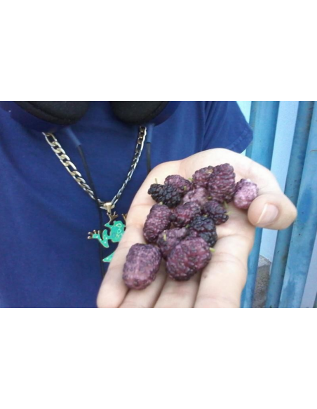 Mora de arbol ''Border Sweet™'' (Morus alba) Arbol de mora negra mexicana, moral, morera, venta, viveros mexico