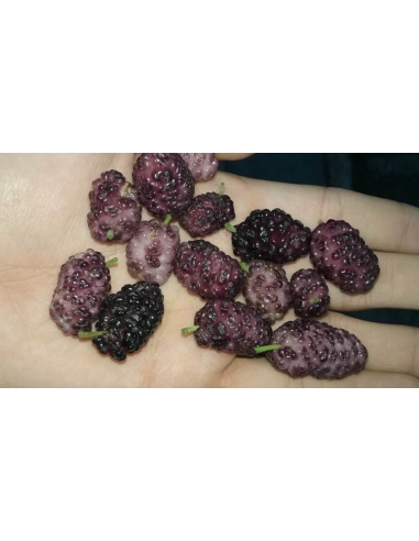 Mulberry ''Border sweet'' (morus alba) rare...
