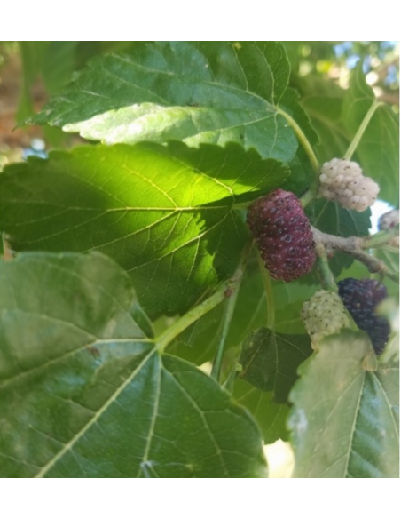 Mulberry ''Border sweet'' (morus alba) rare morus tree - for sale rare trees