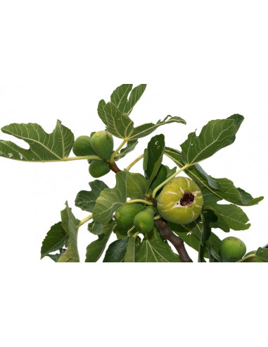 Common GREEN Fig (Ficus carica) Air layered tree Sweet black fig tree for sale  Buy with us a lot of interesting fruits.