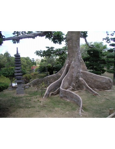 1 Arbolito de Arbol de panama - Sterculia apetala (Arbol gigante y hermoso El panamá, camoruco o anacahuita)