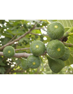 Common GREEN Fig (Ficus... 2
