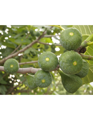 Common GREEN Fig (Ficus carica) Air layered...