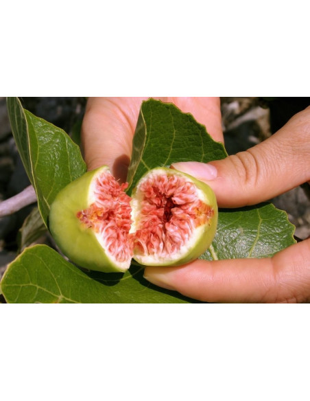 Common GREEN Fig (Ficus carica) Air layered tree Sweet black fig tree for sale  Buy with us a lot of interesting fruits.