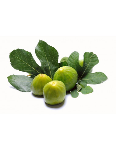 1 Arbolito de Higo Verde (Ficus carica) Higo...