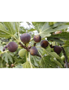 Black Fig (Ficus carica)...