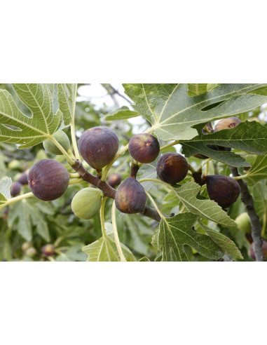 1 Arbolito de Higo Black king (Ficus carica) arbol frutal en venta, Arbolitos, donde comprar