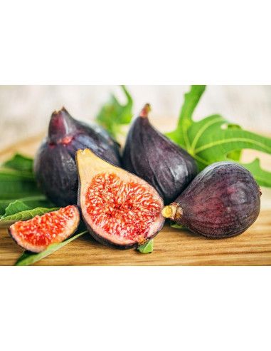 1 Arbolito de Higo Black king (Ficus carica)...