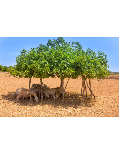 1 Arbolito de Higo Black king (Ficus carica)...