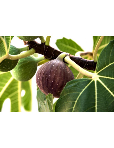 1 Arbolito de Higo Black king (Ficus carica)...