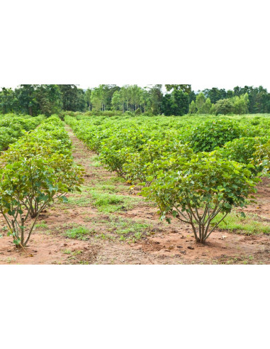 Jatropha curcas EDIBLE ( Non toxic cultivarJCL, physic nut, Barbados nut, purging nut (Jatropha curcas L) Non toxic varietie.