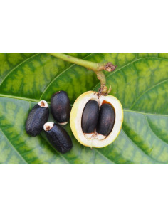 Jatropha curcas EDIBLE (... 2