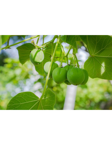 Jatrofa No toxica (Jatropha curcas L. ) Piñon...