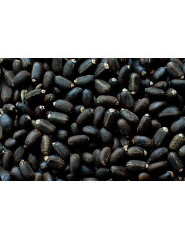 Jatropha curcas EDIBLE ( Non toxic cultivarJCL,...