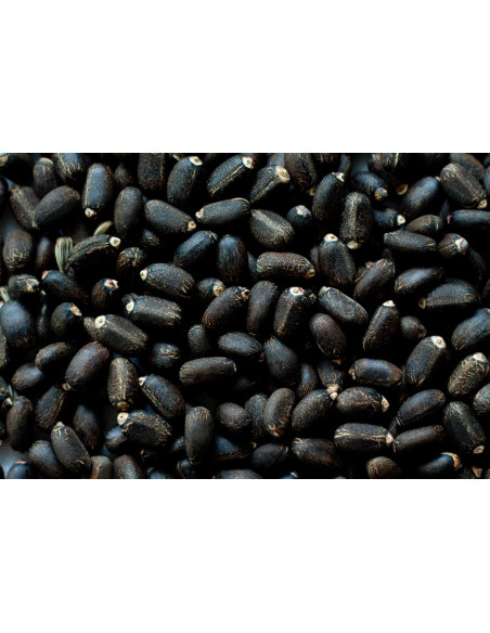 Jatropha curcas EDIBLE ( Non toxic cultivarJCL, physic nut, Barbados nut, purging nut (Jatropha curcas L) Non toxic varietie.