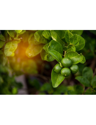 1 Arbolito de Limon colima (Citrus aurantifolia s.) Key lime- Vivero citricola de Veracruz - Envios a todo mexico