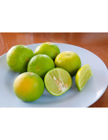1 Arbolito de Limon colima (Citrus aurantifolia...