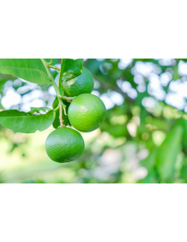 1 Arbolito de Limon colima (Citrus aurantifolia...