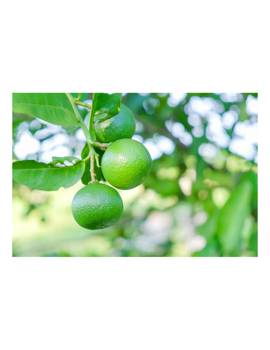 1 Arbolito de Limon colima (Citrus aurantifolia s.) Key lime- Vivero ...