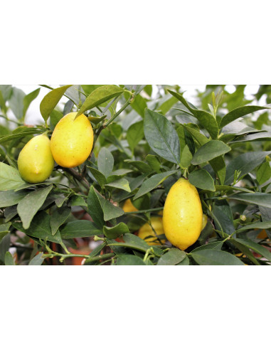 Tavares Limequat (X Citrofortunella sp.) 1...