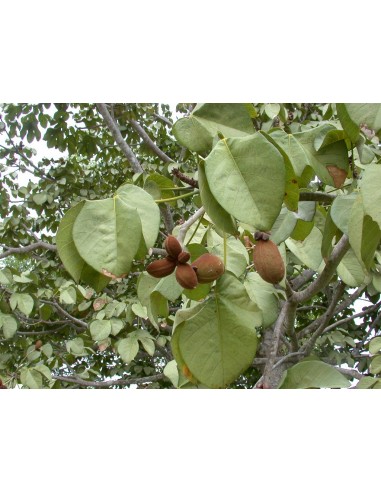 1 Arbolito de Arbol de panama - Sterculia apetala (Arbol gigante y hermoso El panamá, camoruco o anacahuita)