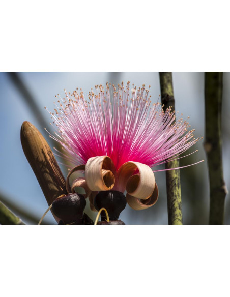 Pink shaving brush tree (Pseudobombax ellipticum) RARE ENDEMIC TREES FROM SOUTHAMERICA & MEXICO BUY RARE SUCULENT